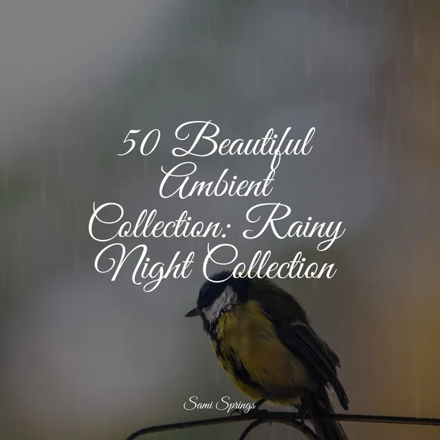 50 Beautiful Ambient Collection: Rainy Night Collection