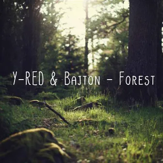 Forest by Bajton