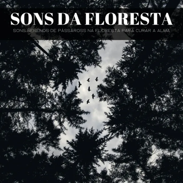 Sons Da Floresta: Sons Serenos De Pássaross Na Floresta Para Curar A Alma