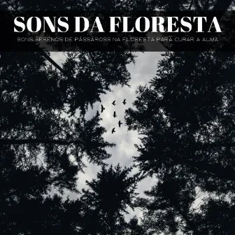 Sons Da Floresta: Sons Serenos De Pássaross Na Floresta Para Curar A Alma by Momento