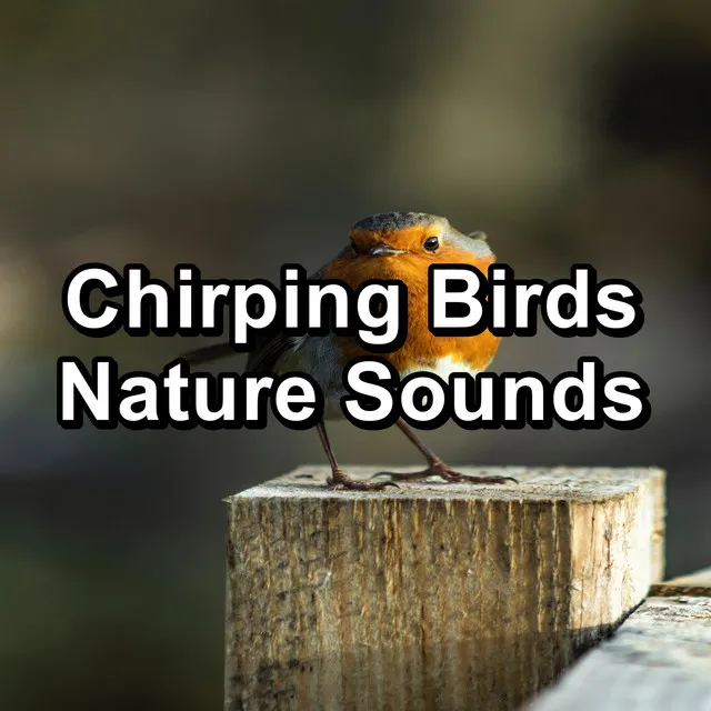 Forest Bird Sound