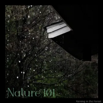 Raining in the Forest by Nature 101