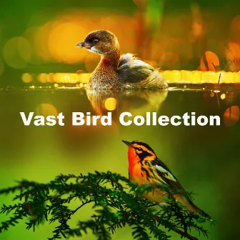 Vast Bird Collection by Calm Bird Sounds