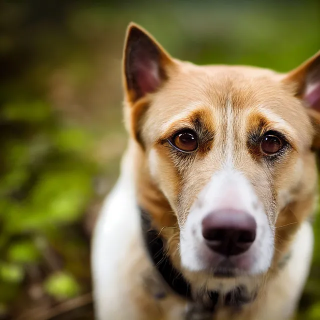 Zen Music for Doggies