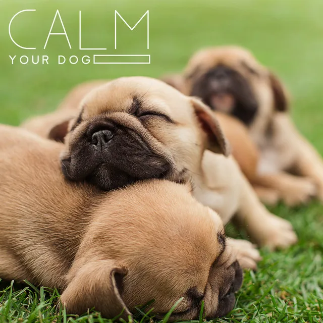 Calm Your Dog: Lullaby for Pets Soft Animal Sleep Music