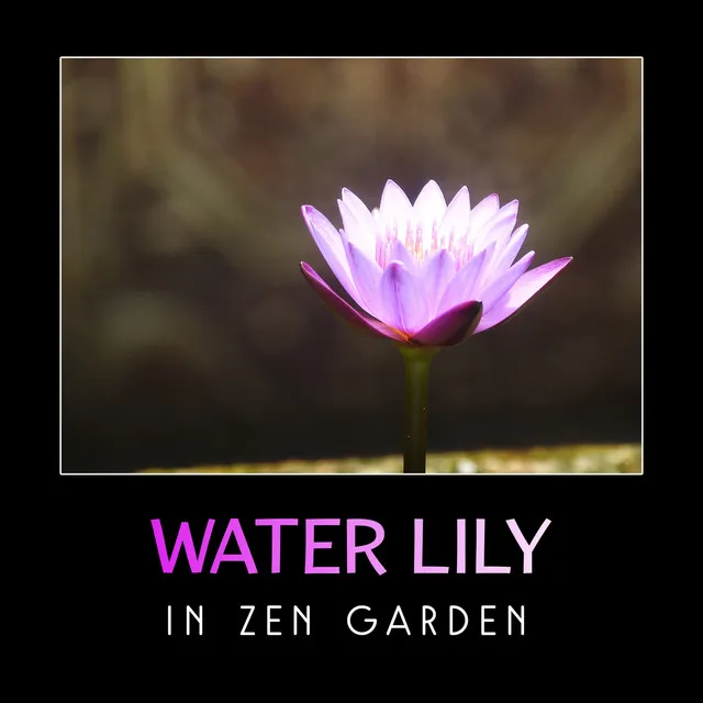 Water Lily in Zen Garden – Beautiful & Gentle Chinese Music