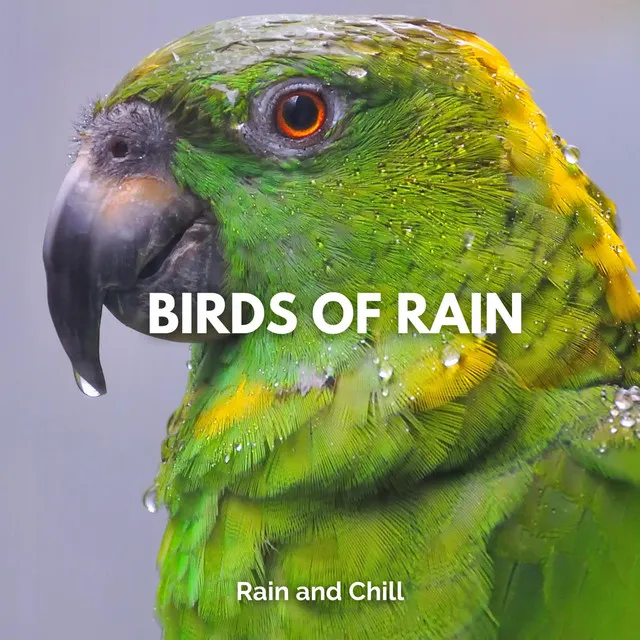 Birds of Rain