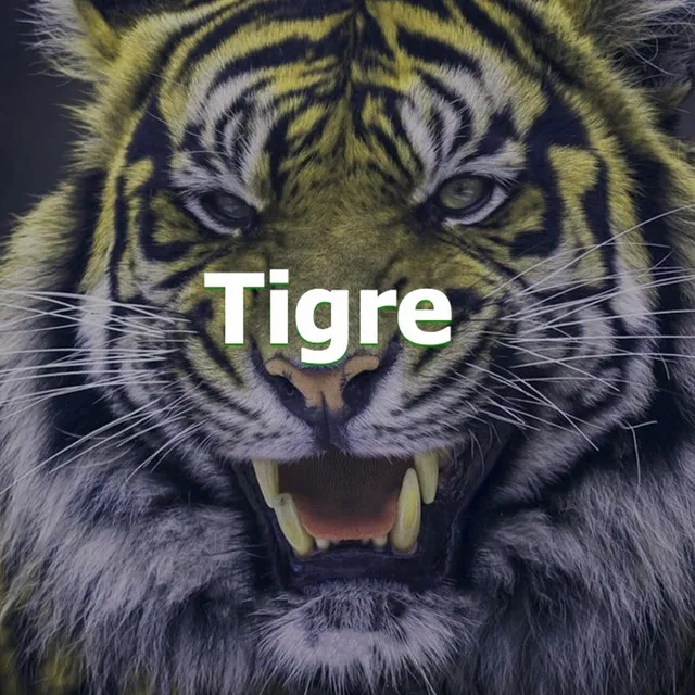 Tigre