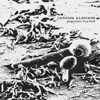 Candida Albicans by Giorgio Presti