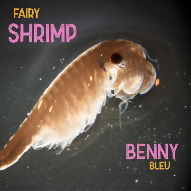 Fairy Shrimp