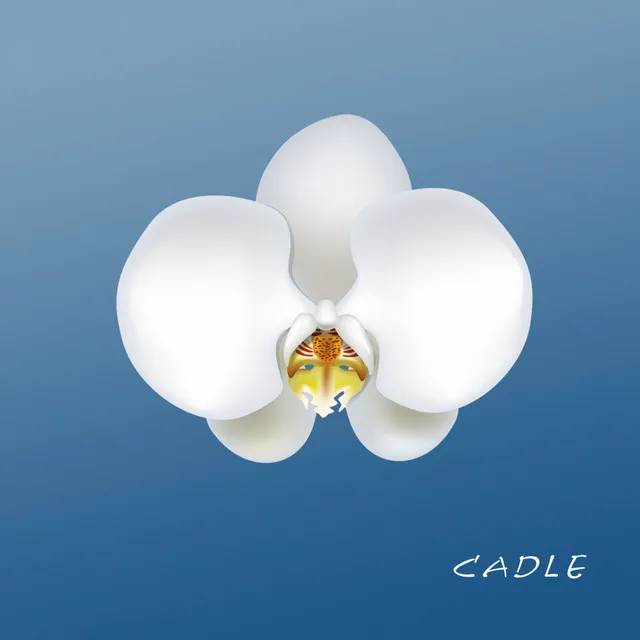 Cadle