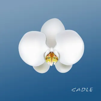 Cadle by Earn Money