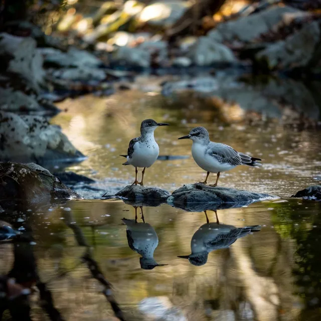 Tranquil Binaural Sleep Sounds Nature Creek Birds Harmony