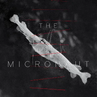 Friedfisch by The Micronaut