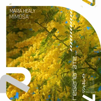 Mimosa by Maria Healy