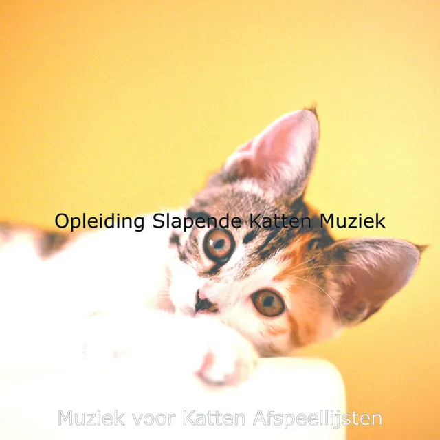 Opleiding Slapende Katten Muziek