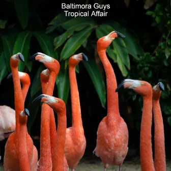 Tropical Affair by Baltimora Guys