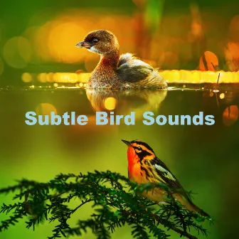 Subtle Bird Sounds by Bosque Ocupado