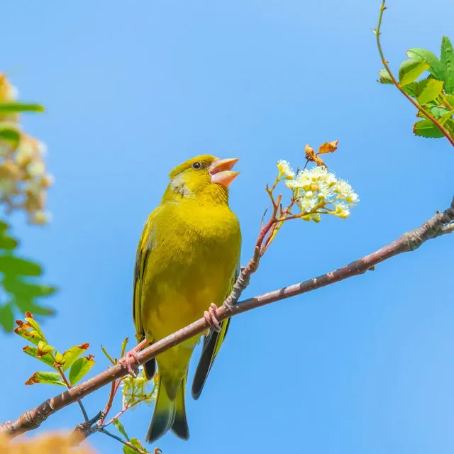 Flight of Melody: Captivating Birds' Harmonic Journey