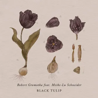 Black Tulip by Robert Gromotka