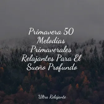 Primavera 50 Melodías Primaverales Relajantes Para El Sueño Profundo by Música Relajante para Perros