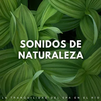 Sonidos De Naturaleza: La Tranquilidad Del Spa En El Río by Colección de música de spa