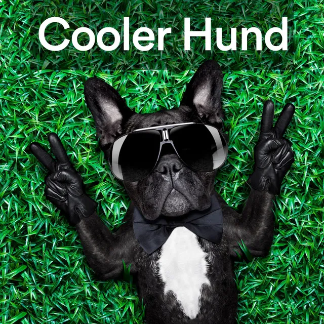 Cooler Hund