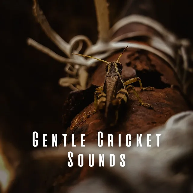 Peaceful Cricket Symphony