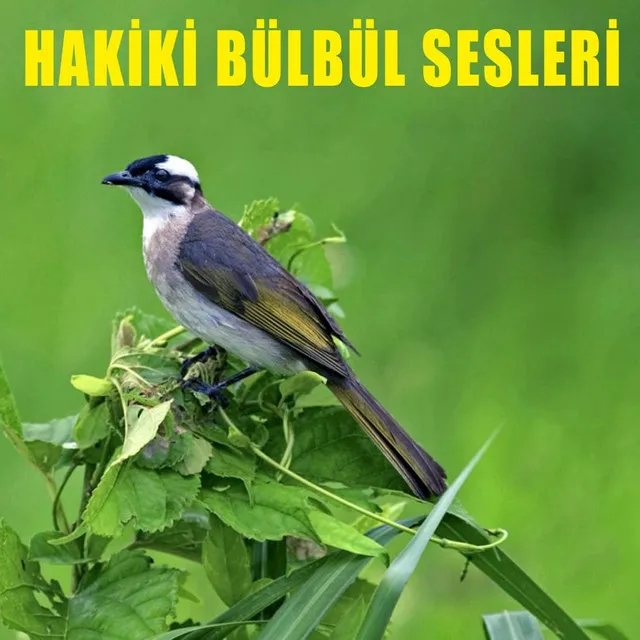 Hakiki Bülbül Sesleri, Pt. 5