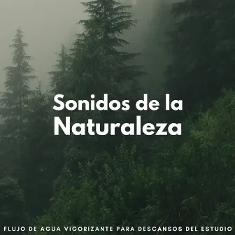 Sonidos De La Naturaleza: Flujo De Agua Vigorizante Para Descansos Del Estudio by Aguas del diluvio