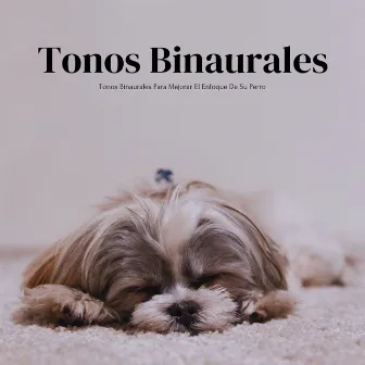 Tonos Binaurales Para Mejorar El Enfoque De Su Perro by Contacto Binaural