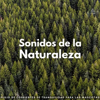 Sonidos De La Naturaleza: Flujo De Corrientes De Tranquilidad Para Las Mascotas by Ambiente de agua