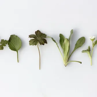 Herbs by From The Garden