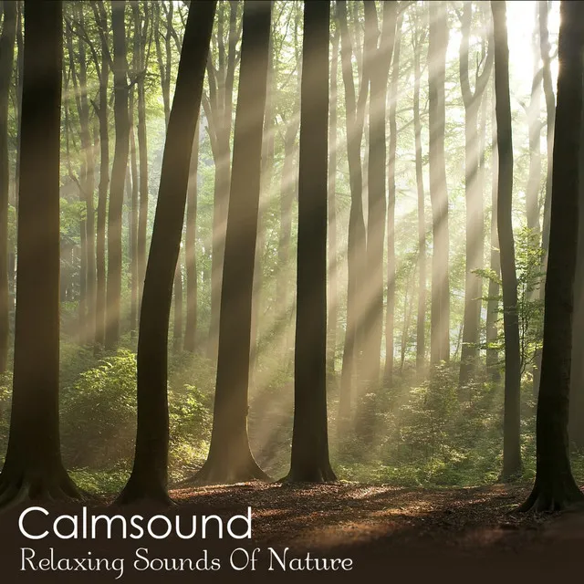 Relaxing Sounds of Nature - The Pure Meditation Album