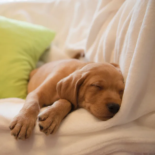 Spaniel's Slumber in the Sonic Symphony