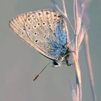 Final Dance Of The Butterfly by Gina Wood