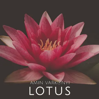 Lotus by Amín Varkonyi