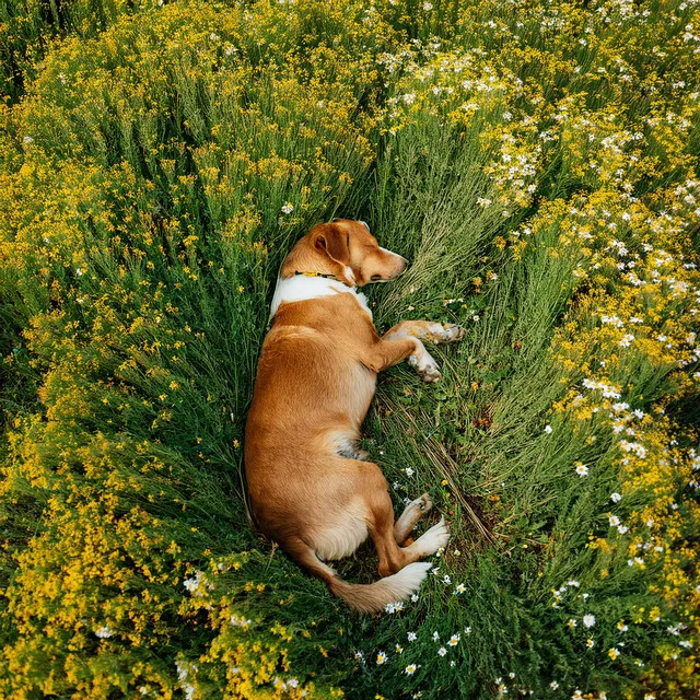 Musica-para-Relajar-Perros