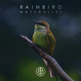 Naturalist by Rainbird