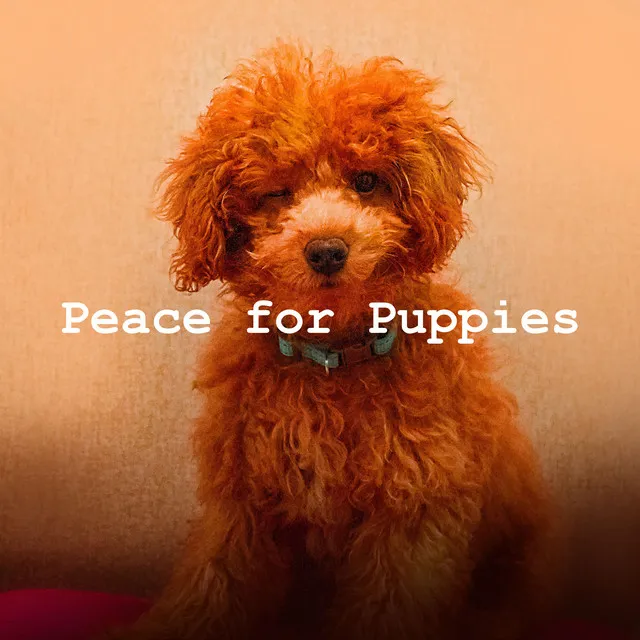 Peace for Puppies