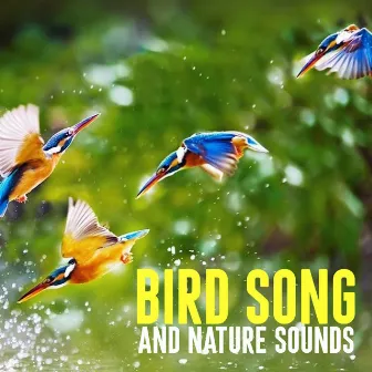 Bird Song and Nature Sounds by Bird Song