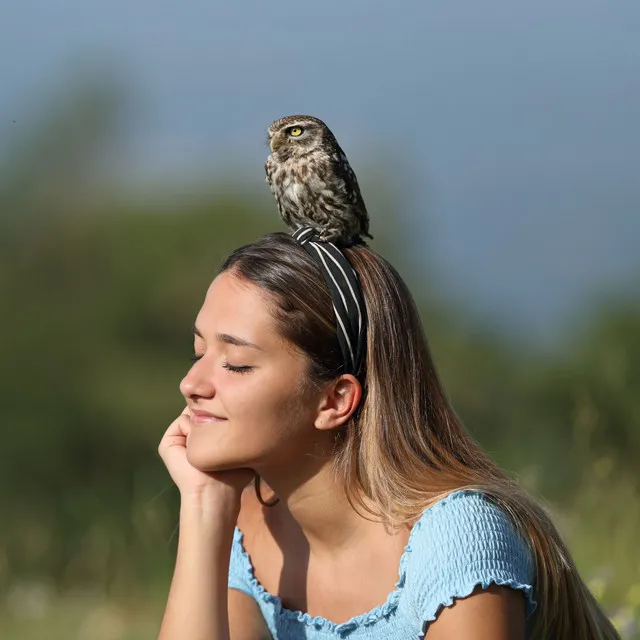 Harmony of Dusk Owls