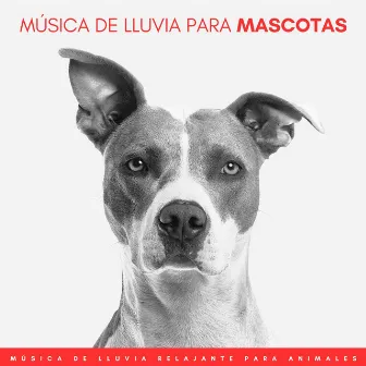 Música De Lluvia Para Mascotas: Música De Lluvia Relajante Para Animales by Mascotas relajarse