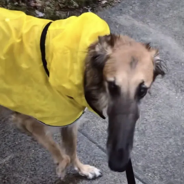 raincoat