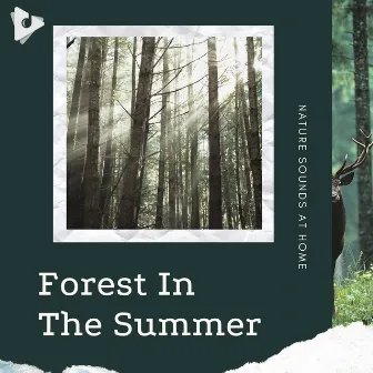 Forest In The Summer by Nature Recordings