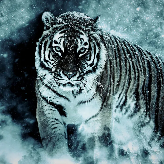 Siberian Tiger