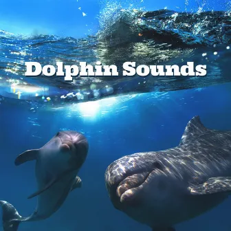 Dolphin Sounds: Healing Water Therapy for Harmony, Deep Sleep & Meditation by Water Music Oasis