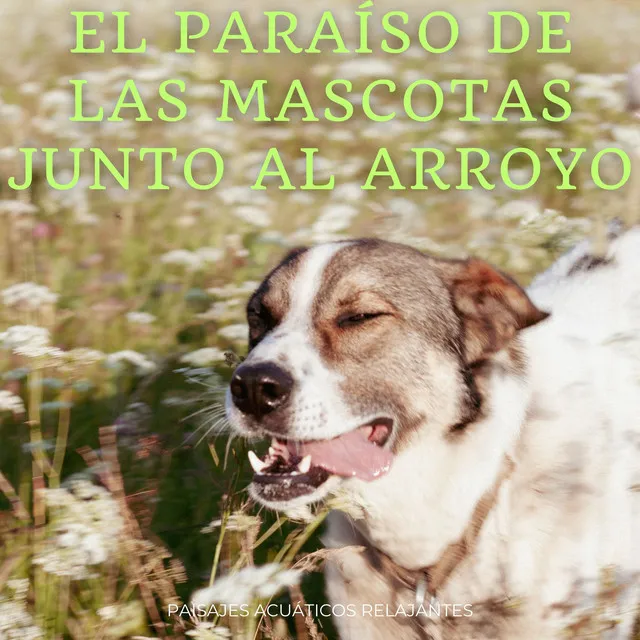 El Paraíso De Las Mascotas Junto Al Arroyo: Paisajes Acuáticos Relajantes