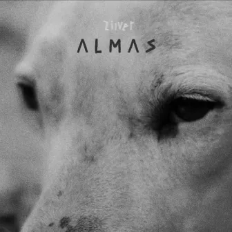 Almas by Zilver