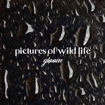 Gloom by Pictures of Wild Life